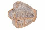 Bargain Enrolled Trilobite (Ditomopyge) Fossil - Oklahoma #275325-1